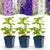 Rittersporn Tricolour – Delphinium – Ø 11 cm · 15–25 cm