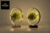 Luftpflanze LED Edition Mix – Tillandsia