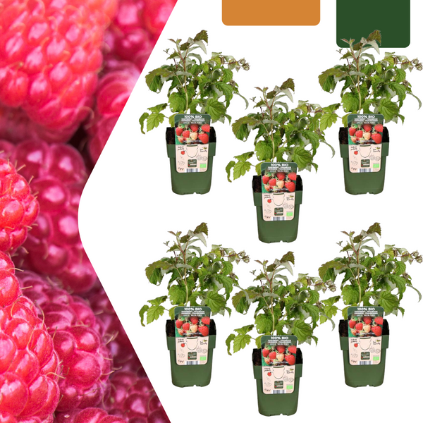 Himbeere – Rubus idaeus