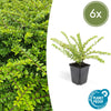 Heckenmyrte ‚Maigrün' – Lonicera nitida – 6 Stück
