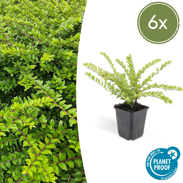 Heckenmyrte ‚Maigrün' – Lonicera nitida – 6 Stück