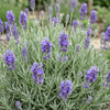 Lavendel ‚Dwarf Blue' – Lavandula angustifolia – Ansicht 5