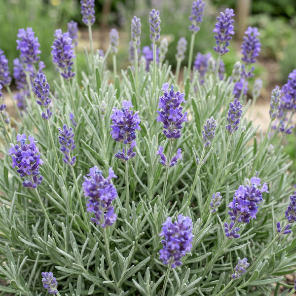 Lavendel ‚Dwarf Blue' – Lavandula angustifolia – Ansicht 5