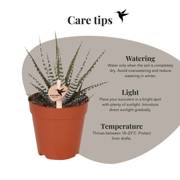 Haworthia ‚Big Band' – Ansicht 3