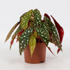 Forellenbegonie ‚Wightii' – Begonia maculata