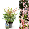 Himmelsbambus ‚Twilight' – Nandina domestica – Standard