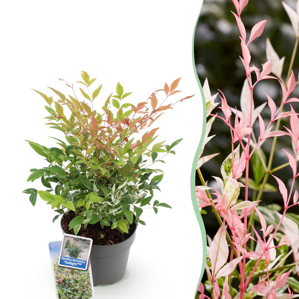 Himmelsbambus ‚Twilight' – Nandina domestica – Standard