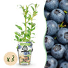 Heidelbeere ‚Northland' – Vaccinium corymbosum – Ø 9 cm