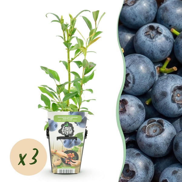 Heidelbeere ‚Northland' – Vaccinium corymbosum – Ø 9 cm