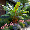 Bananenpflanze ‚Red Tiger' – Musa sikkimensis – Ansicht 4