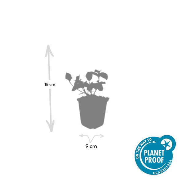 Kriechspindel ‚Dart's Blanket' – Euonymus fortunei – Ansicht 4