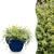 Zitronen-Thymian ‚Sambesi' – Thymus citriodorus