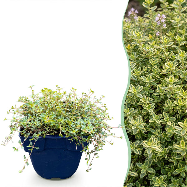 Zitronen-Thymian ‚Sambesi' – Thymus citriodorus
