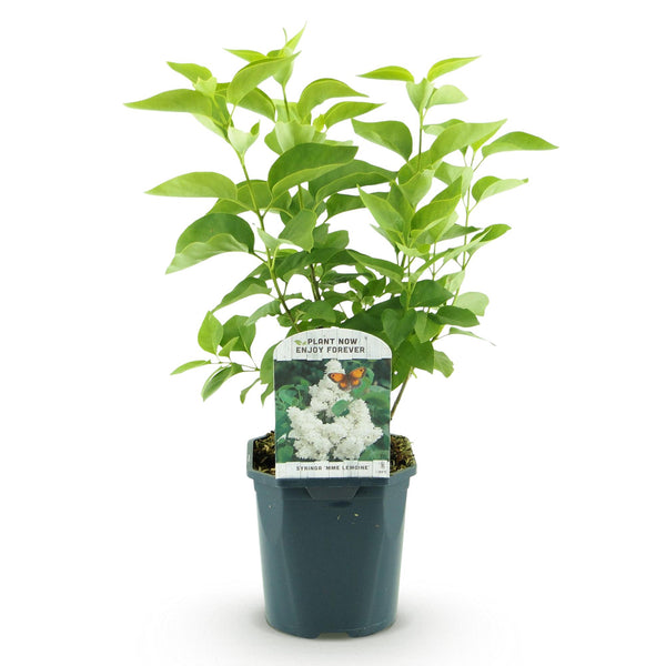 Gemeiner Flieder ‚Madame Lemoine' – Syringa vulgaris – Ansicht 2