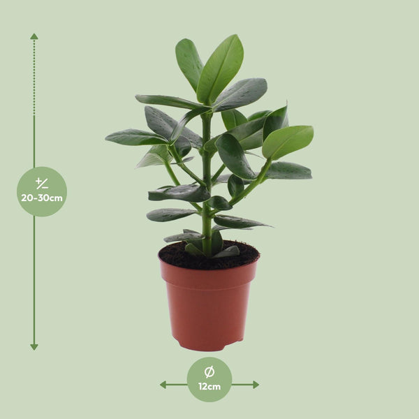 Clusia rosea ‚Princess' – Ansicht 2