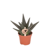 Haworthia ‚Royal Highness' – Ø 6 cm · 11 cm