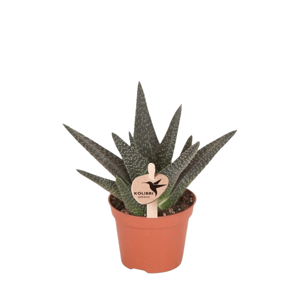 Haworthia ‚Royal Highness' – Ø 6 cm · 11 cm