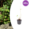 Kerzenknöterich ‚Speciosa' – Persicaria amplexicaulis
