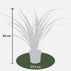 Neuseeländer Flachs ‚Rubra Nana' – Phormium – Ansicht 2
