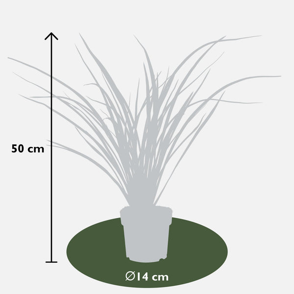 Neuseeländer Flachs ‚Rubra Nana' – Phormium – Ansicht 2
