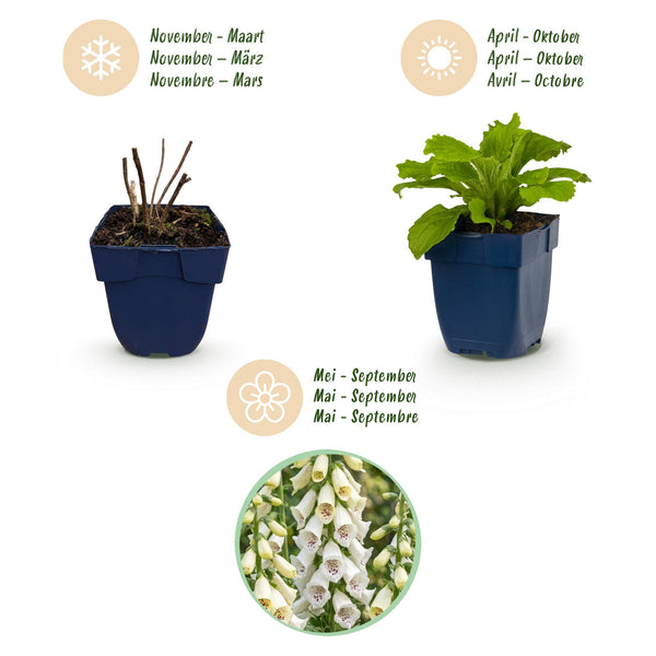 Fingerhut ‚Dalmatian White' – Digitalis purpurea – Ansicht 4