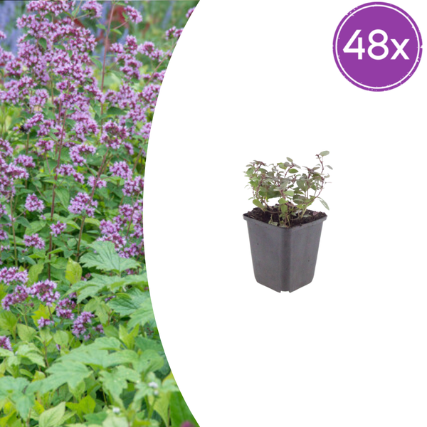 Dost ‚Herrenhausen' – Origanum laevigatum