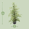 Birkenfeige ‚Twilight' – Ficus benjamina – Ansicht 2