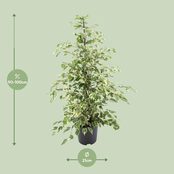 Birkenfeige ‚Twilight' – Ficus benjamina – Ansicht 2