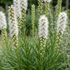 Prachtscharte ‚Alba' – Liatris spicata – Ansicht 5
