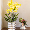 Schmetterlingsorchidee ‚Blossom Albenga' – Phalaenopsis – Ansicht 3