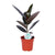 Gummibaum ‚Abidjan' – Ficus elastica