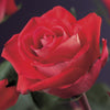 Kletterrose ‚Red Climber' – Rosa – Ansicht 4