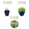 Kriech-Thymian ‚Albiflorus' – Thymus praecox – Ansicht 4