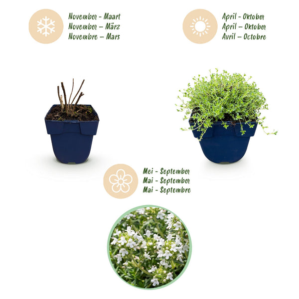 Kriech-Thymian ‚Albiflorus' – Thymus praecox – Ansicht 4