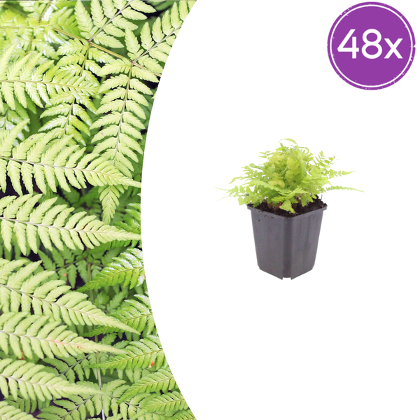 Gewöhnlicher Wurmfarn – Dryopteris filix-mas