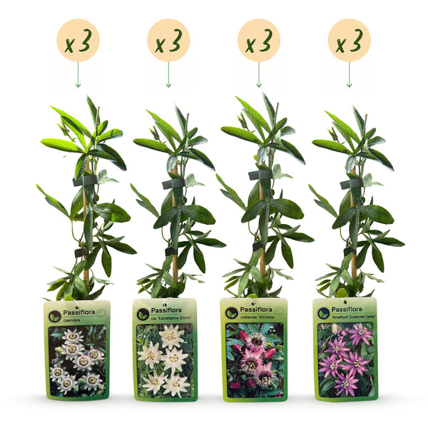 Kletterpflanzen-Set „Rainbow“ – Passionsblumen in Weiß, Lila und Rosa – Ansicht 2
