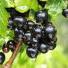 Schwarze Johannisbeere ‚Ben Nevis' – Ribes nigrum – Ansicht 5