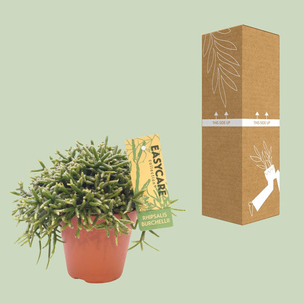 Korallenkaktus – Rhipsalis burchellii – Ansicht 9