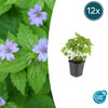 Knotiger Storchschnabel – Geranium nodosum