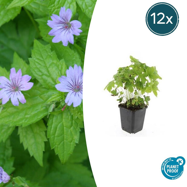 Knotiger Storchschnabel – Geranium nodosum