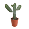 Feigenkaktus – Opuntia consolea