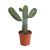 Feigenkaktus – Opuntia consolea