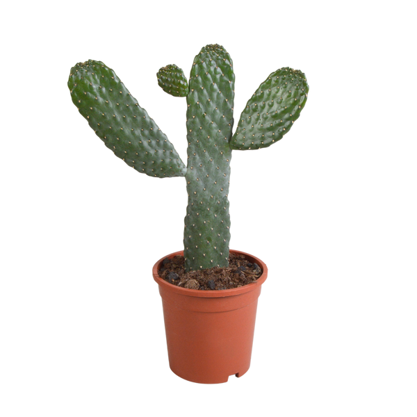 Feigenkaktus – Opuntia consolea