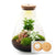 Flaschengarten-Set „Sam" – DIY-Terrarium mit Lampe und Kaffeepflanze