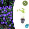 Storchschnabel ‚Johnson's Blue' – Geranium – Ø 9 cm · 10–25 cm, 6 Stück