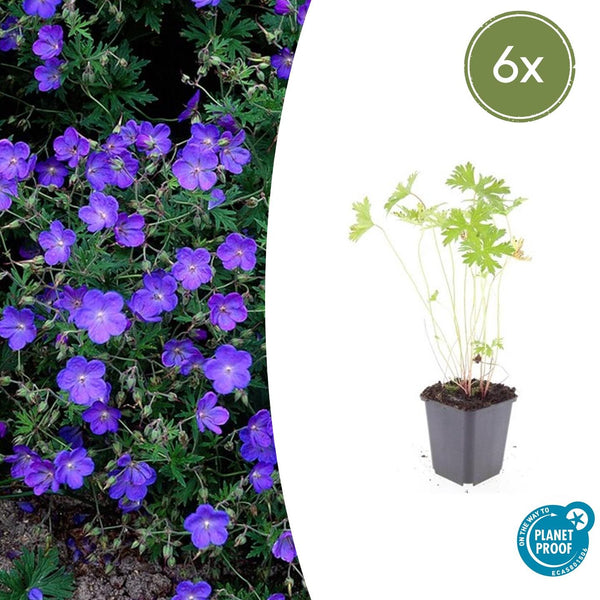 Storchschnabel ‚Johnson's Blue' – Geranium – Ø 9 cm · 10–25 cm, 6 Stück