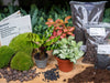 Terrarium-Set „Calathea“ – Pfeilwurz mit Start- und Nachfüllpaket