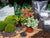 Terrarium-Set „Calathea“ – Pfeilwurz mit Start- und Nachfüllpaket