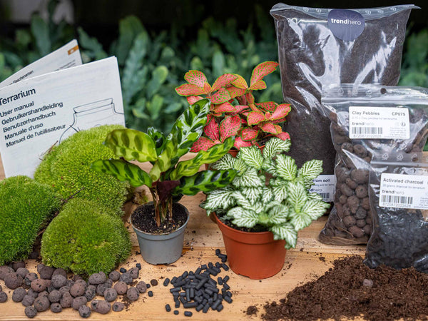 Terrarium-Set „Calathea“ – Pfeilwurz mit Start- und Nachfüllpaket