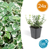 Kriechspindel ‚Emerald Gaiety' – Euonymus fortunei